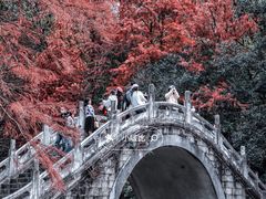 -深圳仙湖植物园