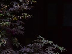 -广州兰圃