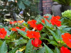 -小仙居·农家宴烤羊· 农庄