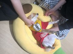 -逗柴咖啡屋·狗咖猫咖宠物桌游