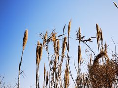 -上海吴淞炮台湾国家湿地公园