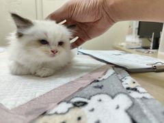 -瑞派康怡24h宠物医院·犬猫医疗中心·微创绝育(瑞景分院)