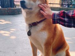 -柴犬高等学院·狗咖·柴犬售卖·宠物训练