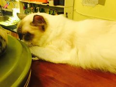 -猫色咖啡·猫咖