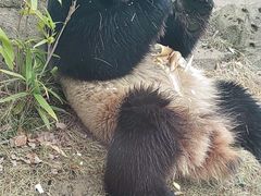 -武汉动物园
