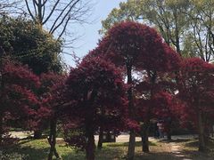 -南山植物园