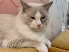 -猫冇咖·家门口的撸猫馆(大融城店)