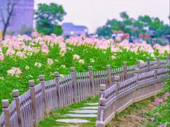 -荷兰花海