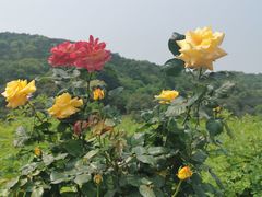 -龙寺生态园