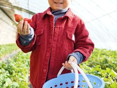 -昌平兴寿秀秀草莓采摘园