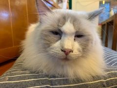 -李小姐の猫咖啡馆(五角场店)