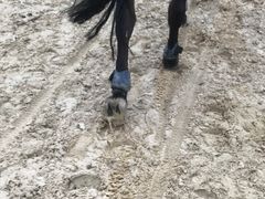 -松声马术俱乐部