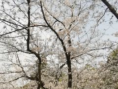 -武汉大学-樱园