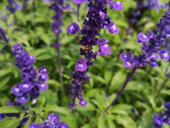 -光明小镇欢乐田园