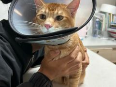 -乐琪宠物医院·犬猫专科·骨外科·急重症