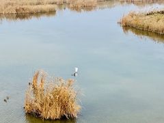 -盐城丹顶鹤湿地生态旅游区