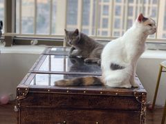 -这儿没有猫·猫咖萌宠馆·撸猫