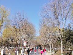 -大兴滨河森林公园