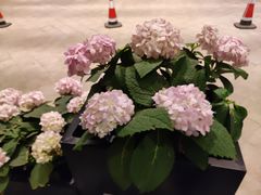 -厦门国际会议中心酒店(环岛路酒店)
