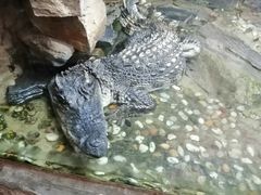 -上海大自然野生昆虫馆(东方明珠·爬宠昆虫探索中心)