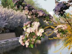 -海棠花溪(元大都城垣遗址公园)
