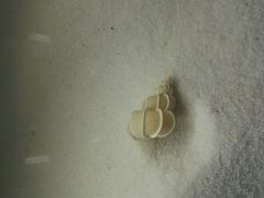 -青岛贝壳博物馆