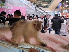-鹏欣水游城