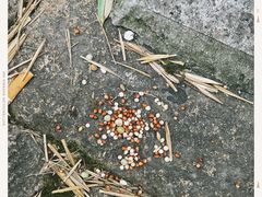 -新虹桥中心花园