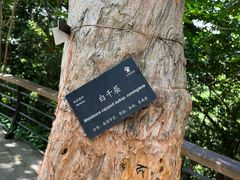 -深圳仙湖植物园
