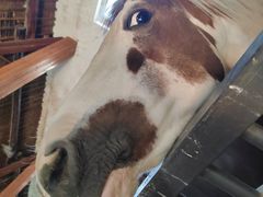 -北京群众马术培训基地