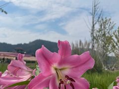 -径山花海