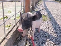 -前小桔亲子创意农场·草莓采摘·露营烧烤