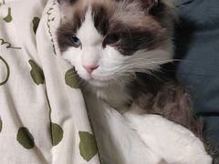 -瑞派福兴宠物医院犬猫全科·骨科·中西医结合(河东店)