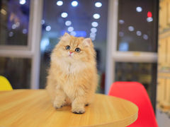 -柚子猫舍·精品猫舍购猫·猫咪认养·购宠·宠物店