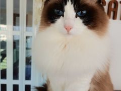 -Catmate·猫肥家润(金润铂宫店)