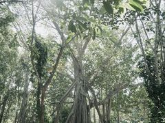 -中国科学院西双版纳热带植物园