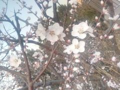 -石家庄市植物园
