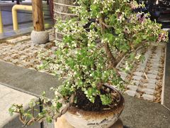 -祈胜邨•顺德鱼生•顺德菜(容桂店)