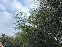 -松山湖梦幻百花洲