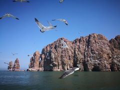 景点-长岛万鸟岛