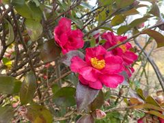 -黄海国家森林公园