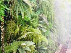 -Fern Forest Cafe