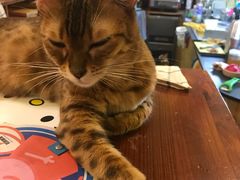 -猫色咖啡·猫咖