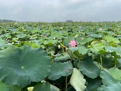 -池杉湖湿地公园