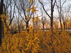 -大兴滨河森林公园