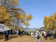 -千年银杏谷文化旅游区