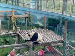 -大连森林动物园