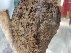 -上海昆虫博物馆