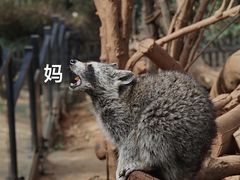 -云南野生动物园