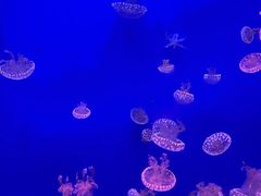 -江和美海洋公园